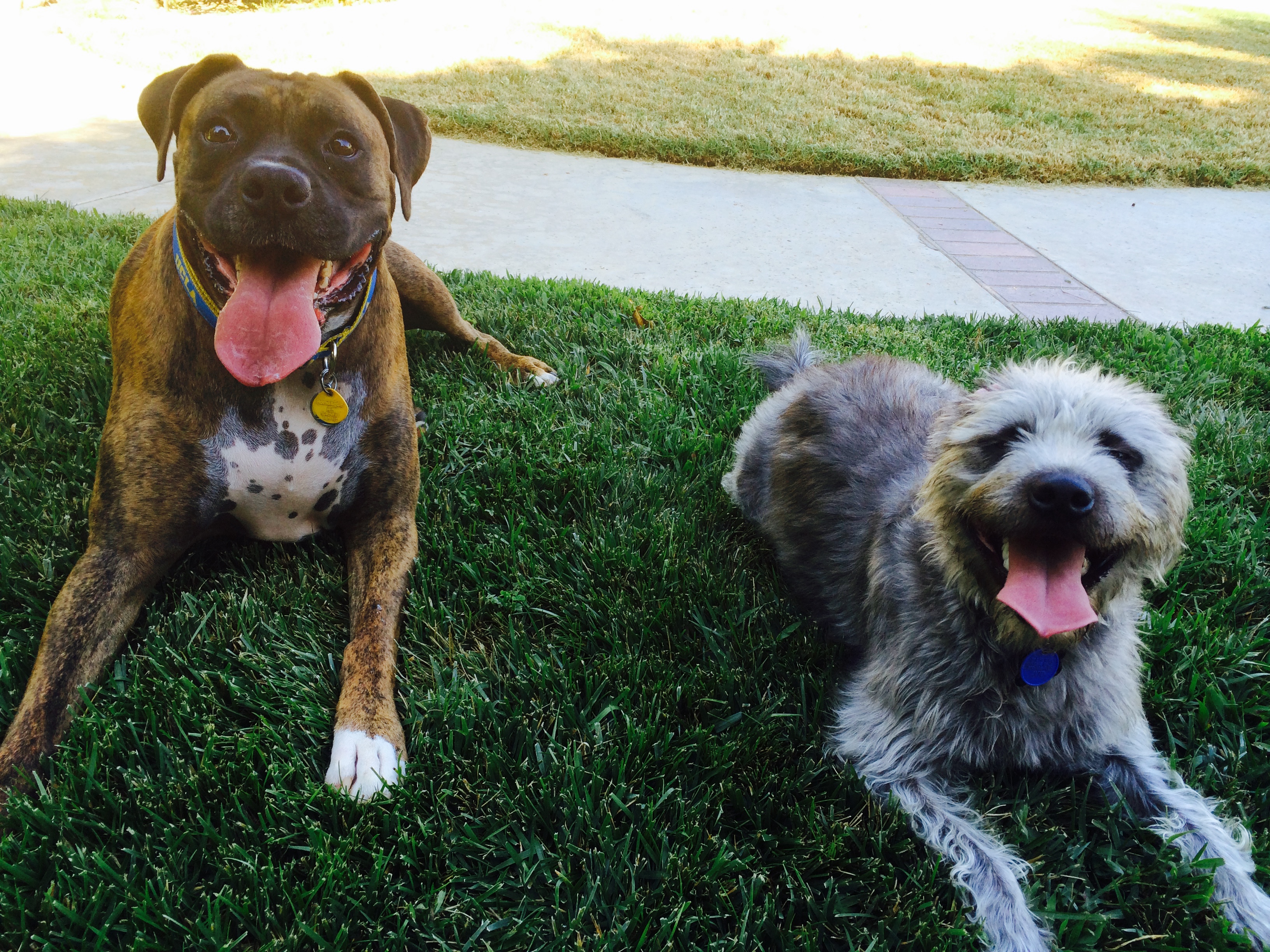 11 of 26, The dogs Skywalker and Tonks sitting on the grass.